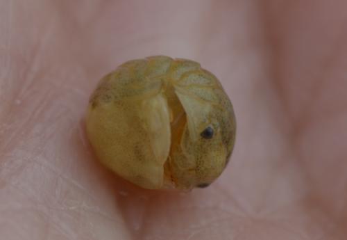 Sphaeroma serratum